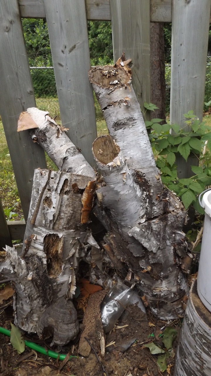 July 6th 2016 - Birch Tree Logs